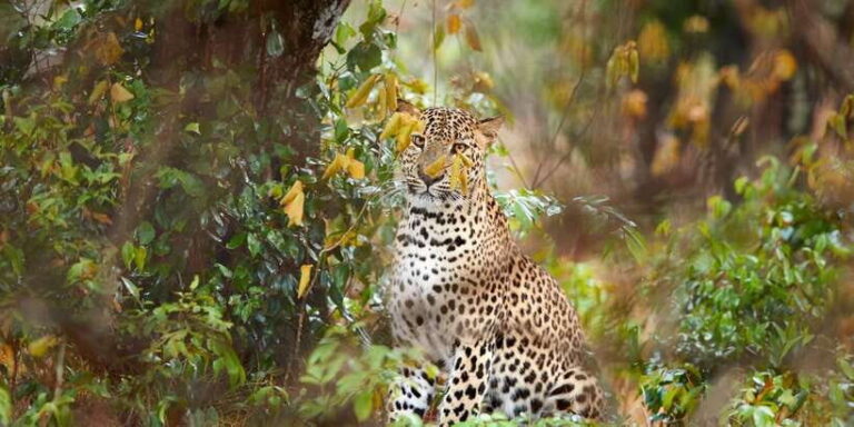 From Ella: Yala National Park Jeep Safari Tour - What to Expect on This Safari