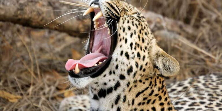 From Ella: Yala National Park Safari Tour in a 4x4 - Inside Yala: The Safari Experience