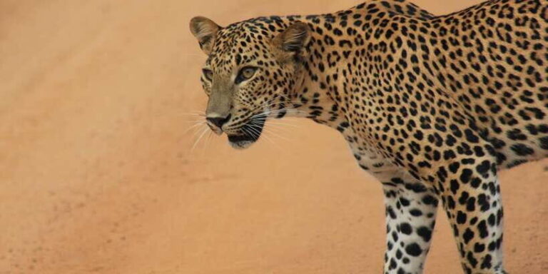 From: Ella - YALA Safari - Drop off: Arugam Bay / Arugambay - Why This Tour Stands Out