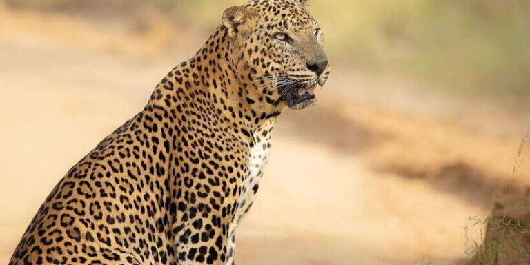From Ella - Yala Safari - Drop-off : Galle/Mirissa/Hikkaduwa - What To Expect on the Safari