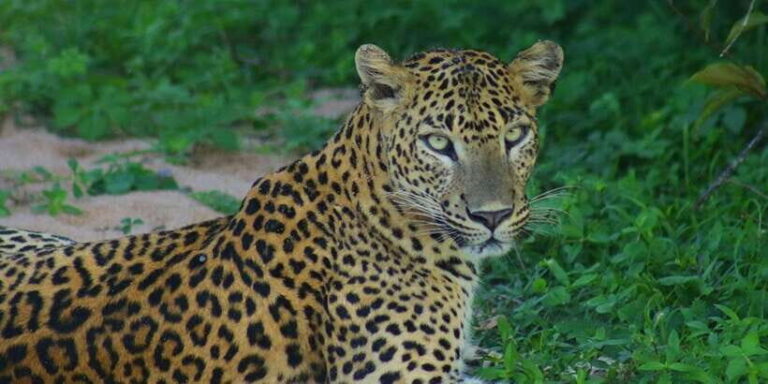 From Ella:Ravana Falls / Diyaluma Falls / Yala National Park - What Makes This Tour Stand Out