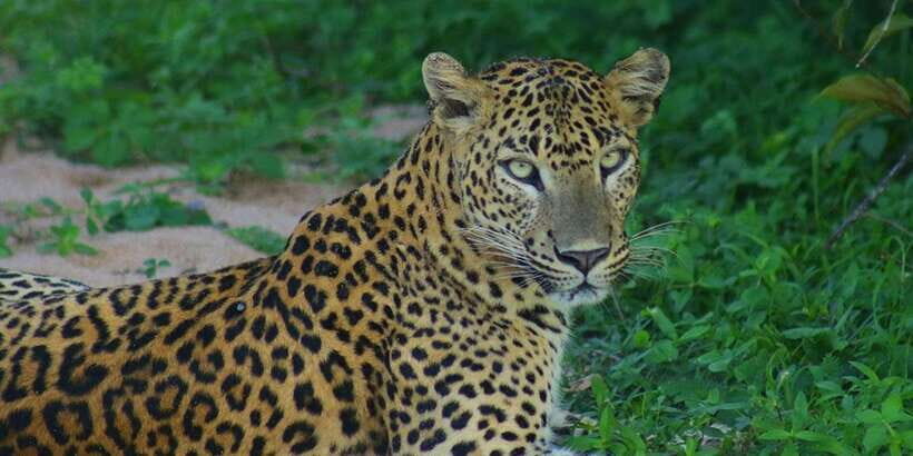 From Ella:Ravana Falls / Diyaluma Falls / Yala National Park - What Makes This Tour Stand Out
