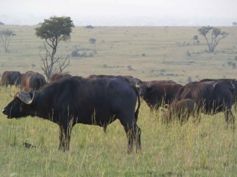 From Entebbe: 4-Day Murchison Falls & Budongo Forest Safari - What’s included and what’s not