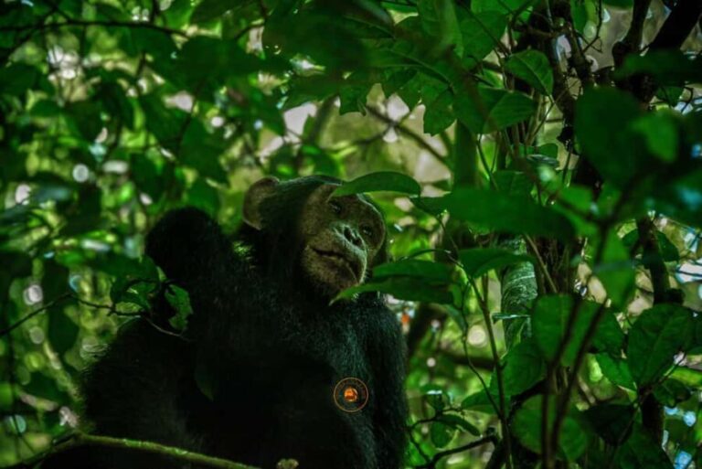 From Entebbe: Ngamba Island Chimpanzee Sanctuary 1-Day Trip - Who Should Consider This Trip?