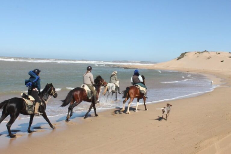 From Essaouira: 1-Hour Horse Ride - Who Will Love This Experience?