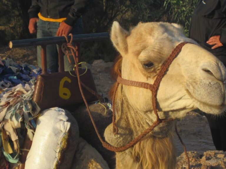 From Essaouira: Camel Tour with Overnight Stay in a tent - What to Expect: The Day in Detail