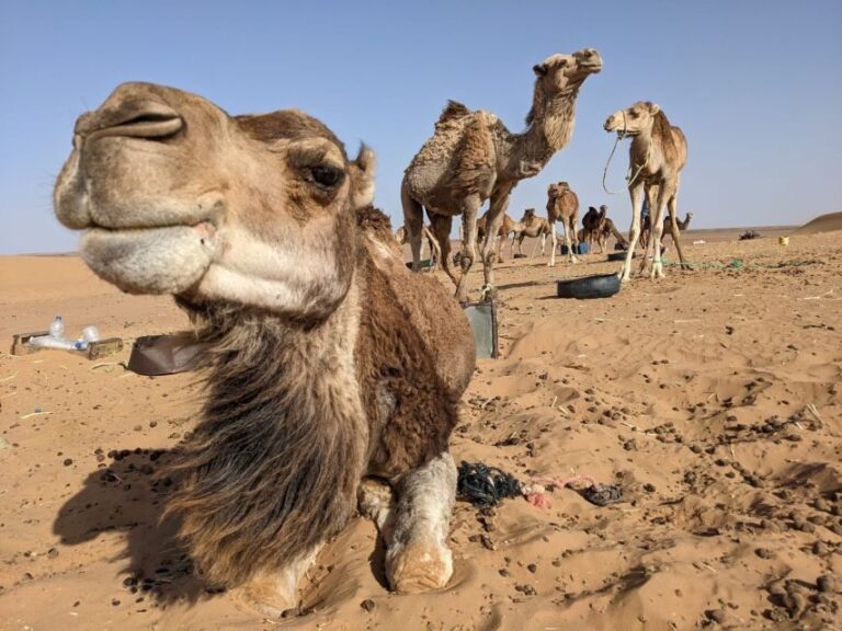 From Fes: 2 Day Round Trip Via Merzouga Desert & Camel Trek - A Detailed Look at the 2-Day Fes to Merzouga Tour