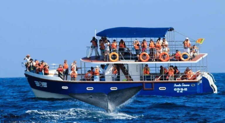 From Galle: All Inclusive Whales & Dolphin Watching Tour - What to Expect on This Whale Watching Tour