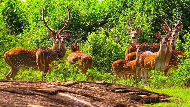 From Galle/Hikkaduwa/Bentota: Udawalawe Safari Tour. - Who Will Love This Tour?