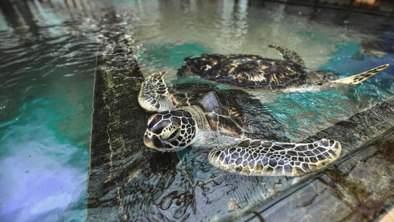 From Galle: Madu River Safari, Turtles & Galle Fort - Why This Tour Is Worth Considering