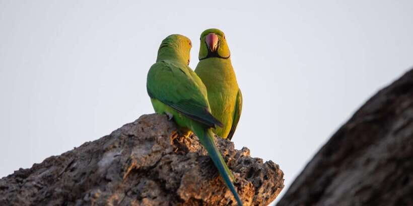From Galle/Mirissa/Hikkaduwa- Udawalawe National Park Safari - Who Is This Tour Best For?