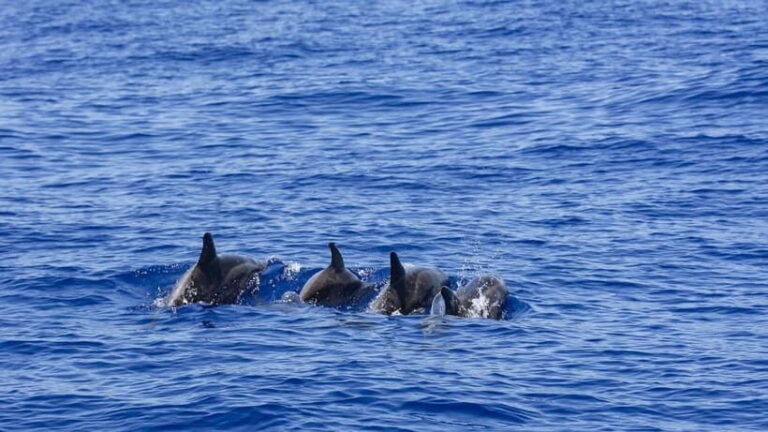 From Galle: Mirissa Whale and Dolphin Watching Boat Ride - Why This Tour Offers True Value