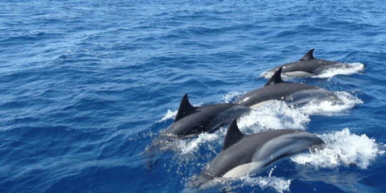 From Galle : Whale and Dolphin Watching Tour in Mirissa - The Itinerary Breakdown