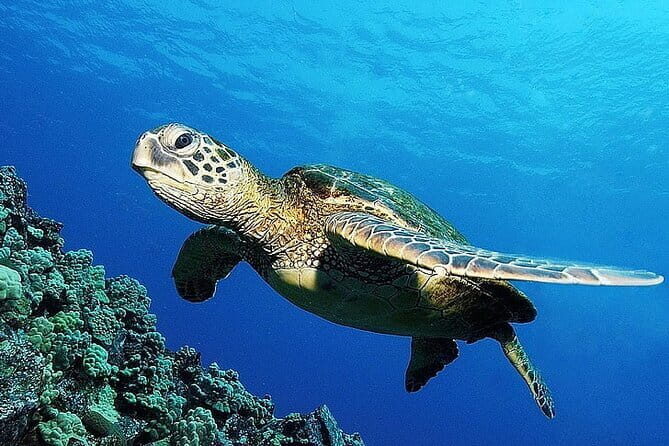 From Gili Trawangan & Gili Air Snorkeling Trip Sharing & Private - The Pros and Cons