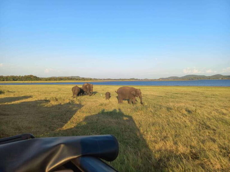 From Habarana: Minneriya National Park 4x4 Jeep Safari - An In-Depth Look at the Minneriya National Park Jeep Safari