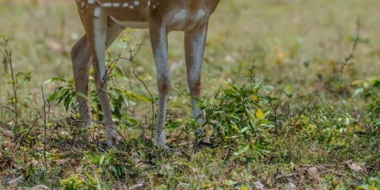 From Hambantota: Lunugamvehera National Park Wild Safari - Assessing the Value