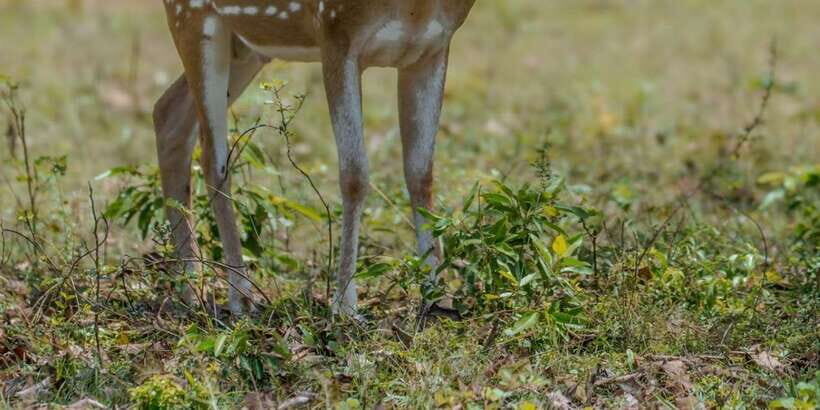 From Hambantota: Lunugamvehera National Park Wild Safari - Assessing the Value