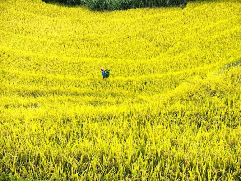 From Hanoi: 2-Day Mu Cang Chai and Khau Pha Pass Tour - The Itinerary in Detail