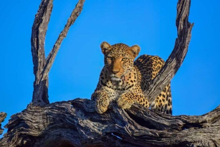 From Hazy View: Full Day Kruger National Park Safari - What’s Included and What’s Not