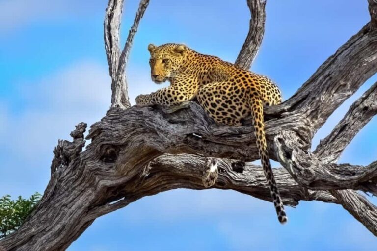 From Hazyview : Big 5 Kruger National Park Day Safari - Who Will Love This Safari?