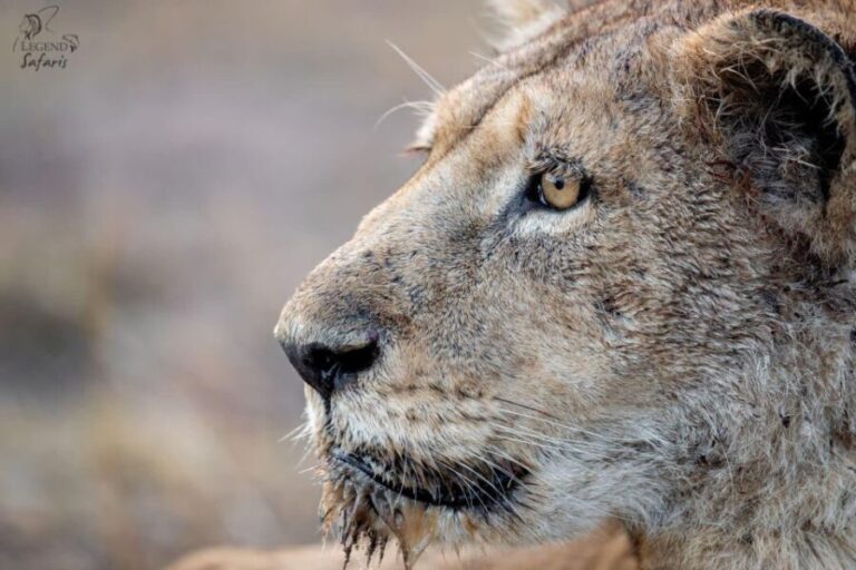 From Hazyview: Kruger National Park Morning Half-Day Safari - The Value Proposition