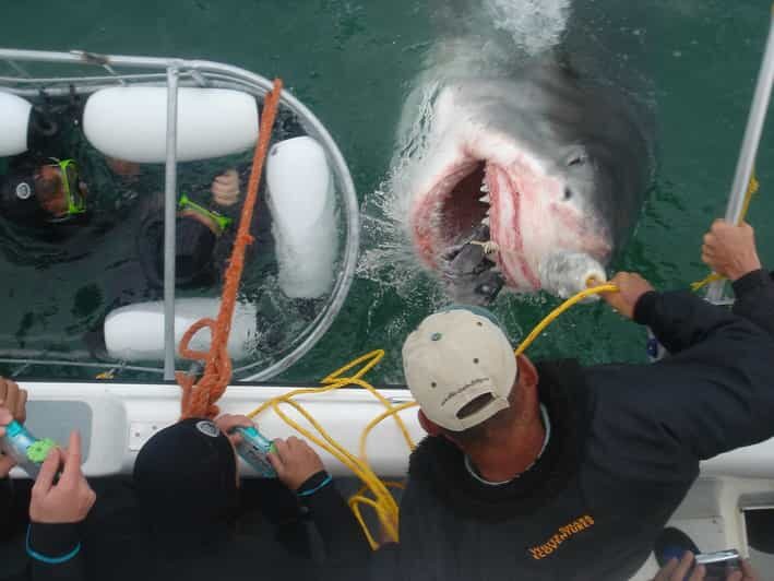 From Hermanus: Cruise with Shark Cage Dive and Lunch - Pricing and Value