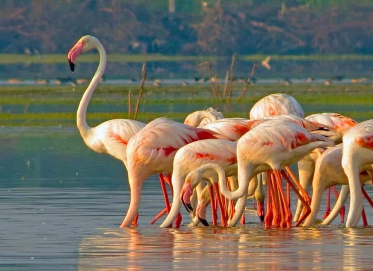 From Hikkaduwa/Mirissa/Galle/Tangalle - Yala Leopard Safari - Who Should Consider This Tour