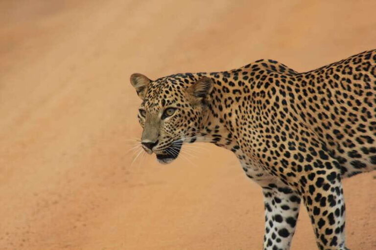 From: Hiriketiya/ Tangalle - YALA Safari Tour - Practical Tips for Travelers