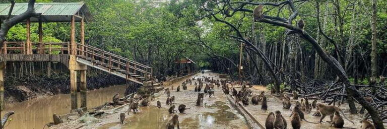 From Ho Chi Minh City: Can Gio Mangrove Forest Day Tour - Detailed Breakdown of the Itinerary
