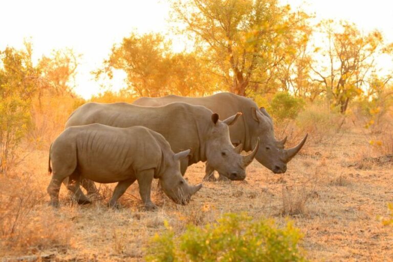 From Hoedspruit: Kruger National Park Full-Day Safari - The Detailed Experience: What to Expect on Your Safari Day