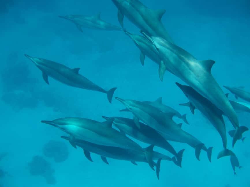 From Hurghada: Paradise Island Speedboat Tour with Dolphins - Searching for Dolphins: An Exciting Gamble