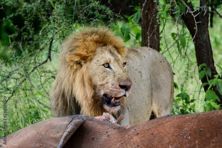 From Iringa: 3-Day Ruaha National Park Safari - From Iringa: 3-Day Ruaha National Park Safari — A Practical Guide for Wildlife Enthusiasts