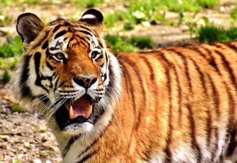 From Jaipur: 2-Day Ranthambore Tiger Safari Tours India - The Realistic Value of This Adventure