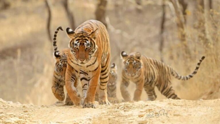From Jaipur: 2-Day Ranthambore Tiger Safari with transfers - Arriving at Ranthambore: What to Expect