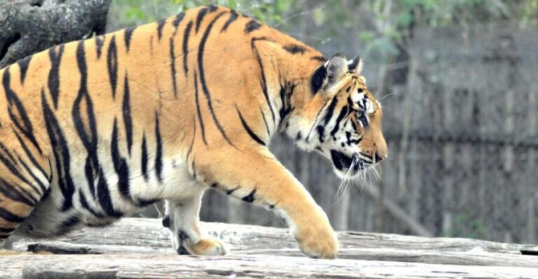 From Jaipur: 2 Days 1 Night Ranthambore Tiger Safari Tour - Final Thoughts: Who Will Love This Tour?