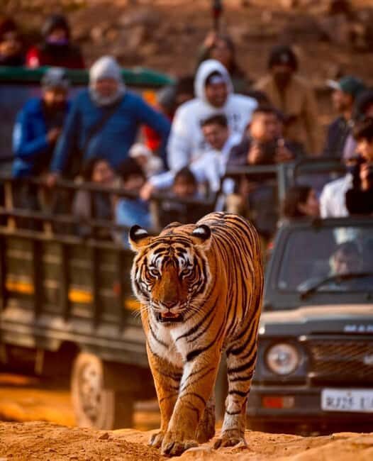 From Jaipur : 2 Days 1 Night Ranthambore Tiger Safari Tour - The Practicalities: What You Need to Know