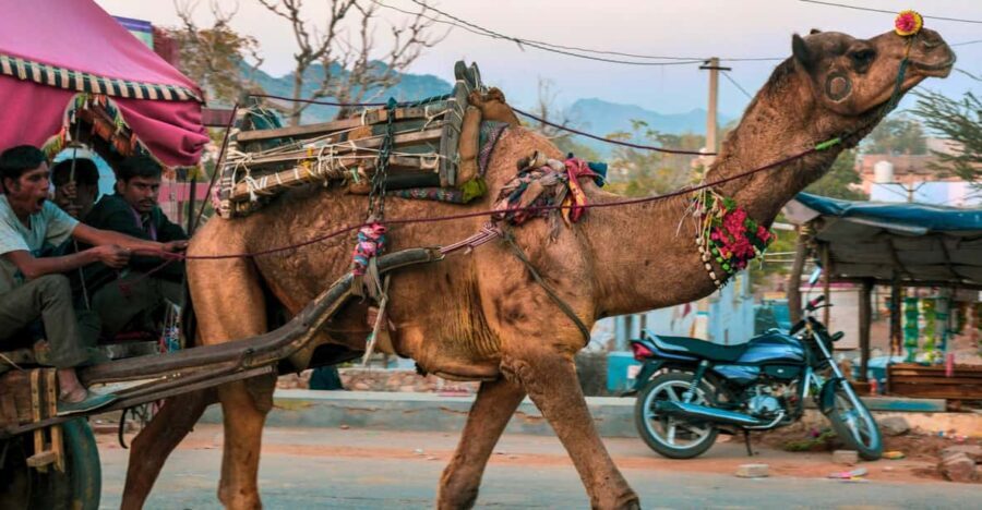 From Jaipur : Ajmer Pushkar Private Tour by Cab with Guide - Who Will Love This Tour?
