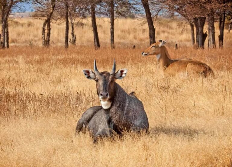 From Jaipur: One Day Trip to Ranthambore Tiger Safari - The Value of This Tour