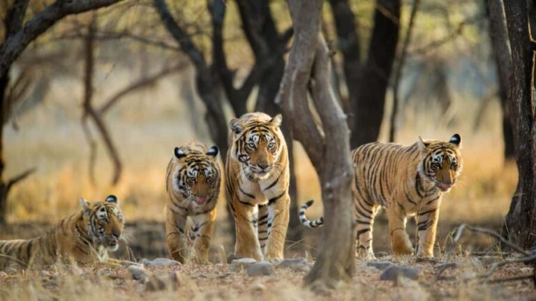 From Jaipur: Private Ranthambore Day Trip with Tiger Safari - The Breakdown of the Itinerary