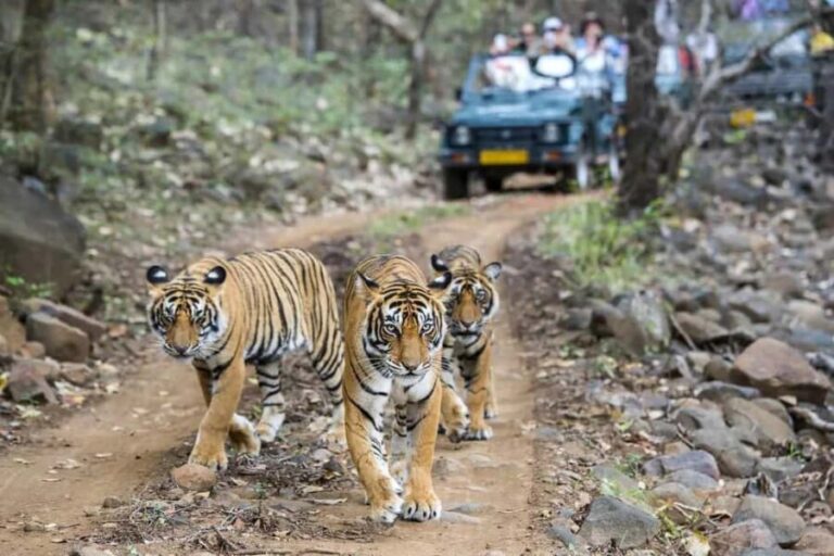 From Jaipur: Ranthambore National Park Day Tour with Safari - Final Thoughts