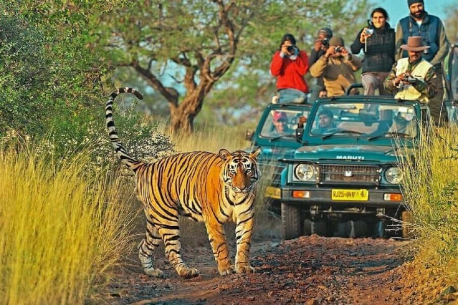From Jaipur: Ranthambore National Park Day Trip with Safari - What’s Included, and What to Keep in Mind
