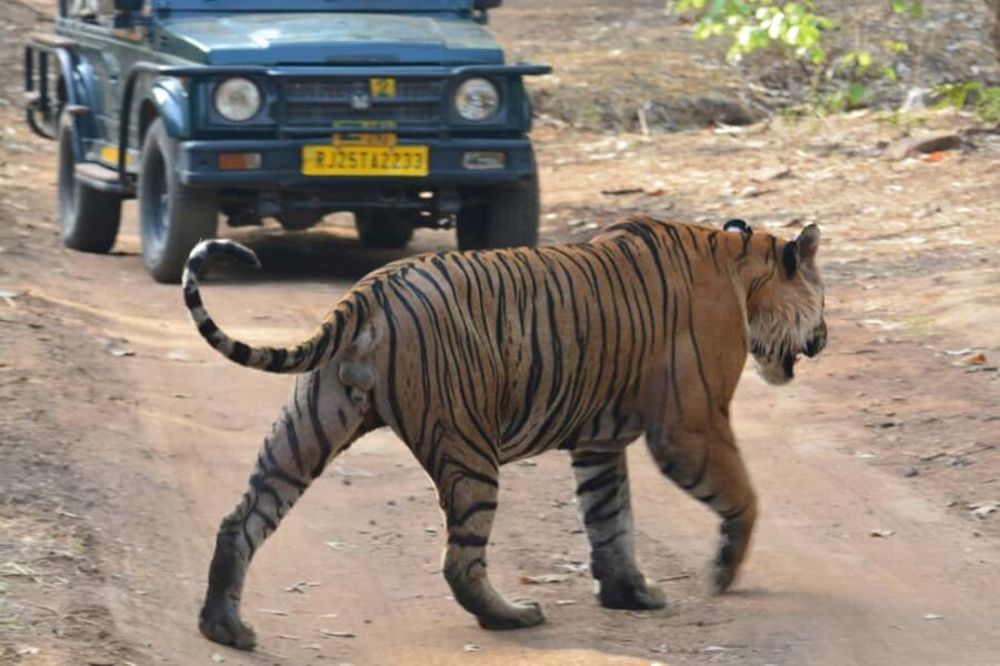 From Jaipur: Ranthambore National Park Day Trip with Safari - The Breakdown of the Day
