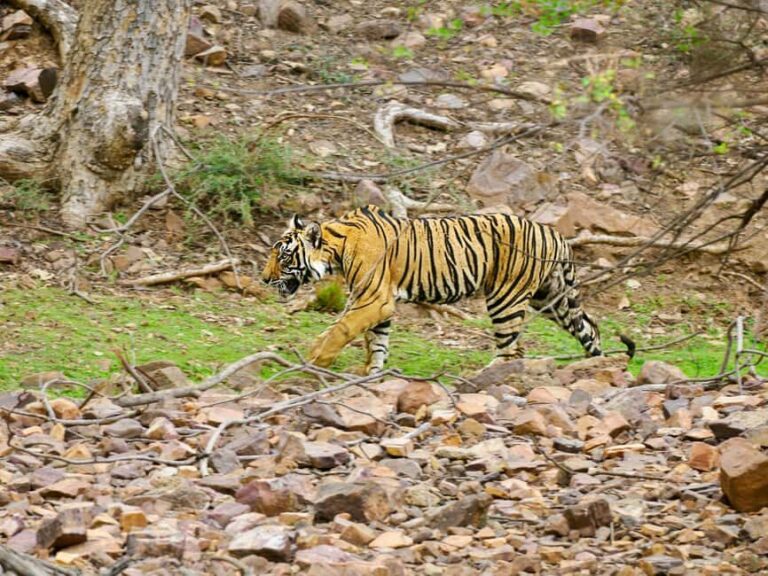 From Jaipur: Ranthambore National Park Day Trip with Safari - A Detailed Breakdown of the Experience