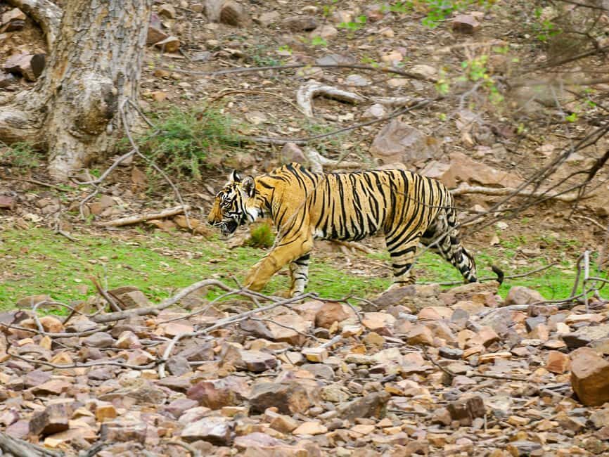 From Jaipur: Ranthambore National Park Day Trip with Safari - A Detailed Breakdown of the Experience