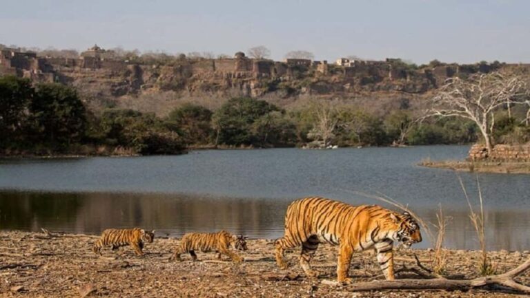 From Jaipur: Ranthambore National Park Day Trip with Safari - The Safari Experience: What to Expect