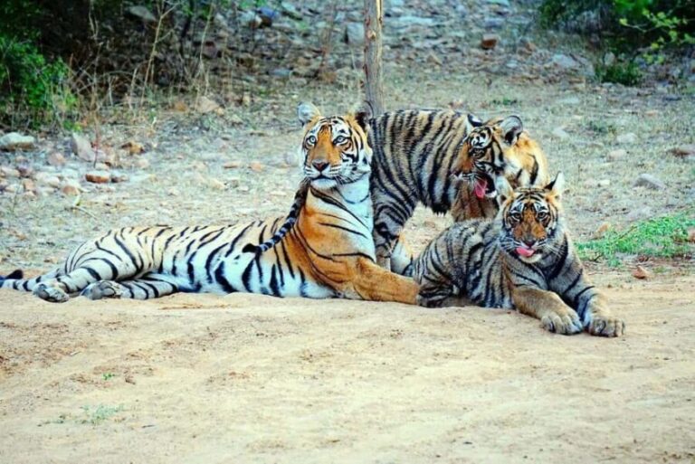 From Jaipur: Ranthambore National Park Safari with Transfers - The Practicalities: What You Should Know