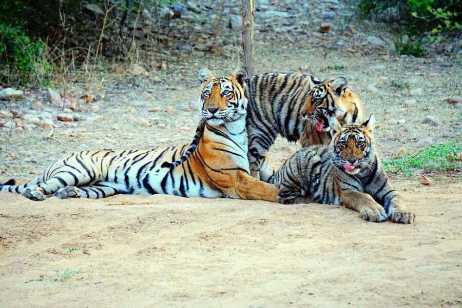 From Jaipur: Ranthambore National Park Safari with Transfers - The Practicalities: What You Should Know