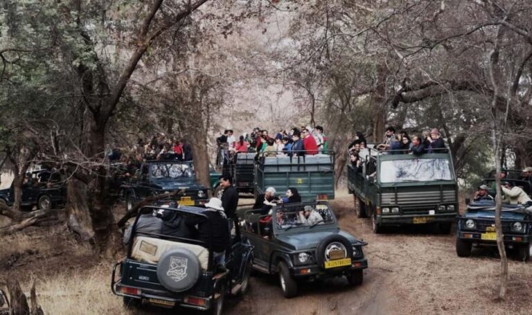 From Jaipur: Ranthambore National Park Safari with Transfers - Pricing and Value