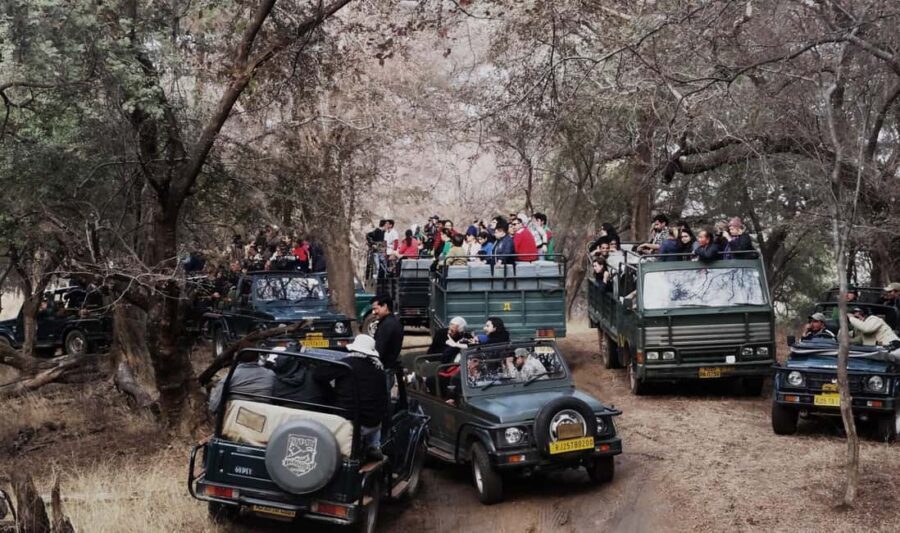 From Jaipur: Ranthambore National Park Safari with Transfers - Pricing and Value