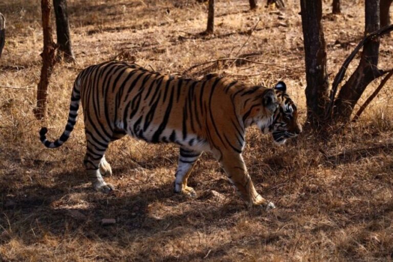 From Jaipur: Ranthambore Private Day Trip with Tiger Safari - What the Safari Looks and Feels Like